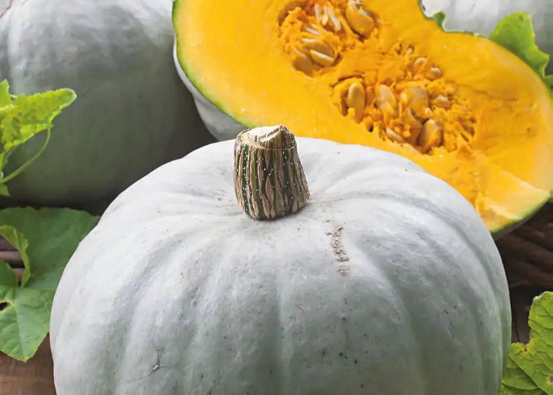 Crown Pumpkin Delicious New Zealand grown crown pumpkin