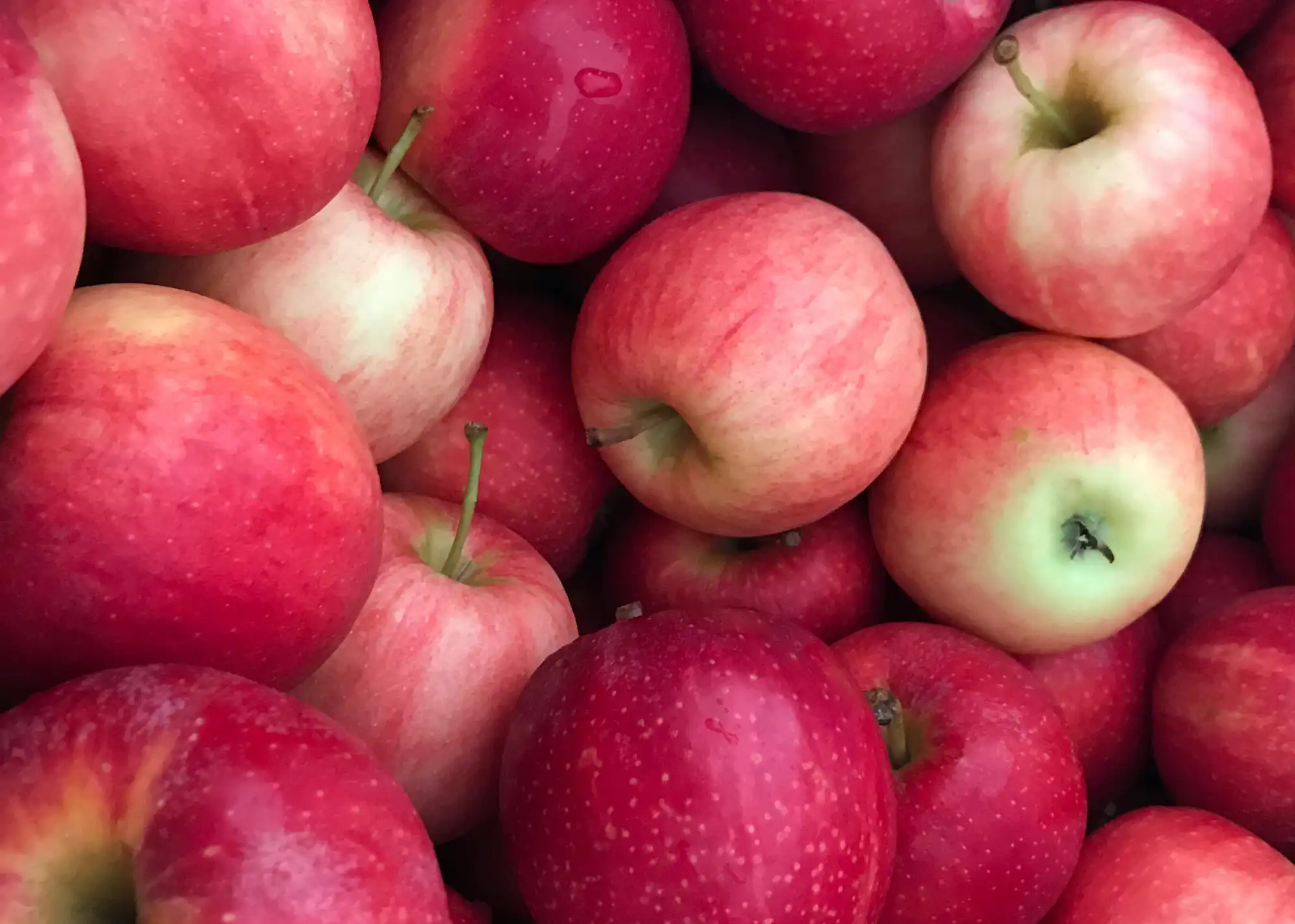 Organic Apples Delicious New Zealand grown organic apples